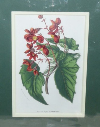 Van Houtte - Begonia Prestoniensis